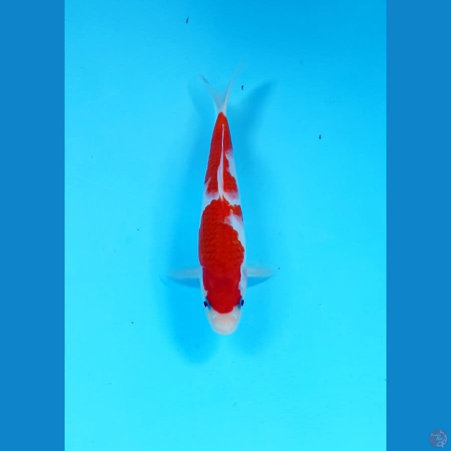 kohaku