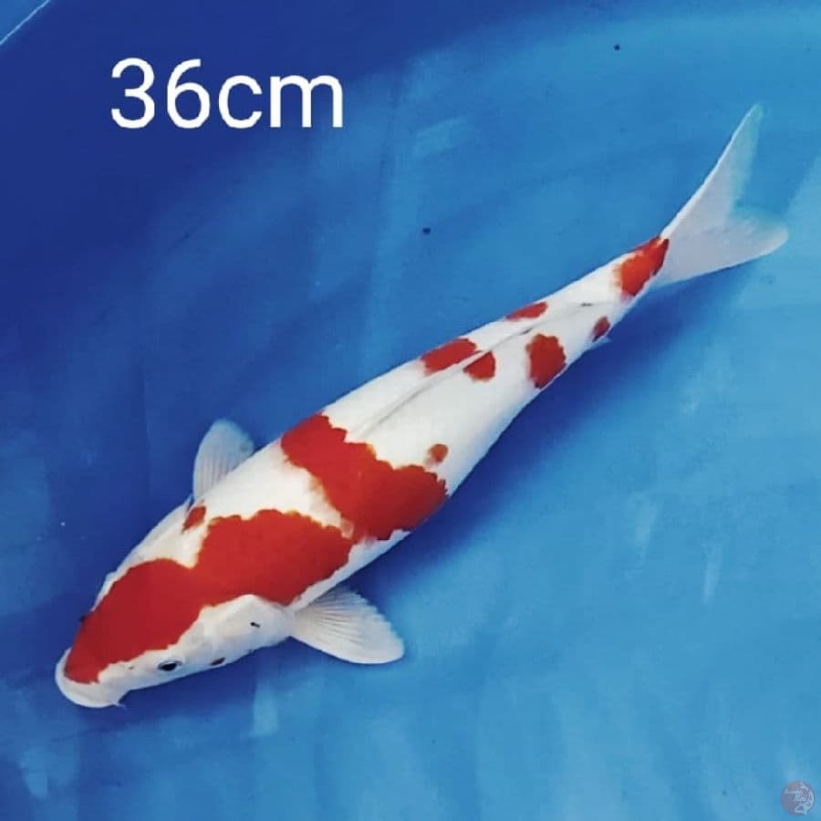 kohaku 36cm