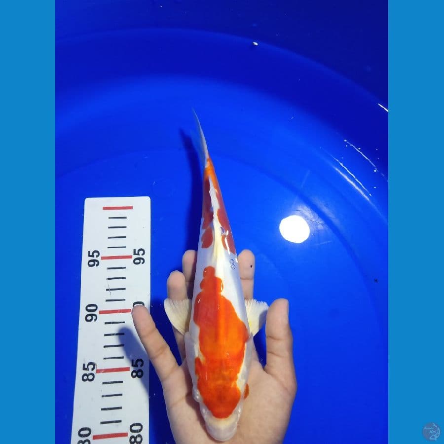 CLEAR001 ~ KIKUSHUI DOITSU 27CM