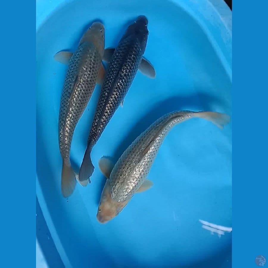 mix soragoi ginrin punuk