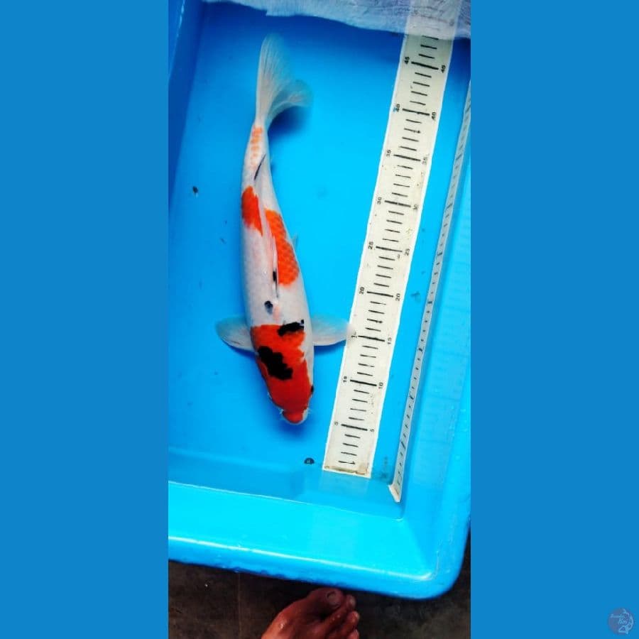 kohaku sanke 39 cm 