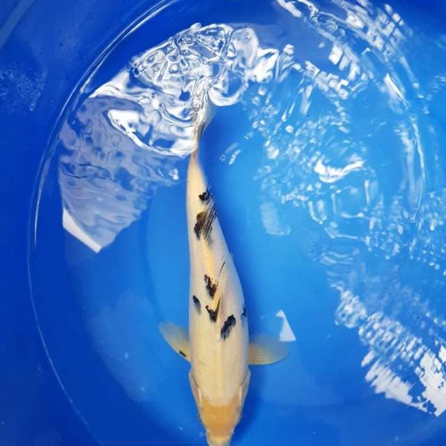 Bekko