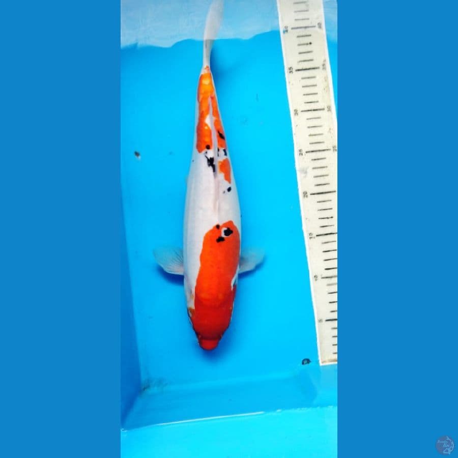 sanke doit 38cm