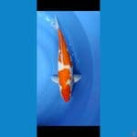 kohaku 48cm female