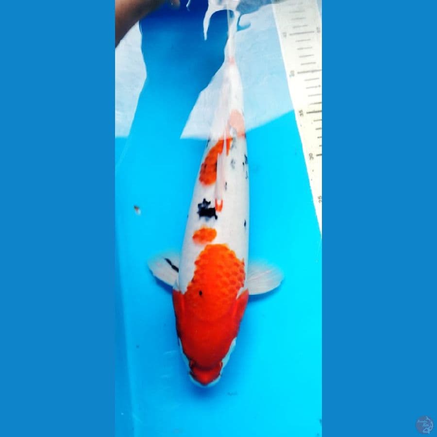 kohaku sanke 39;cm
