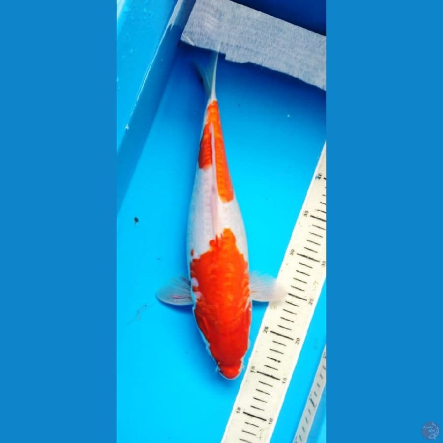 kohaku sanke 39 cm