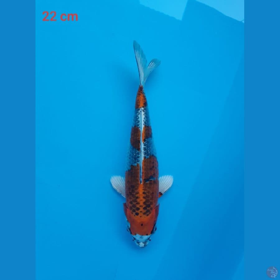 kujaku SQ 22 cm