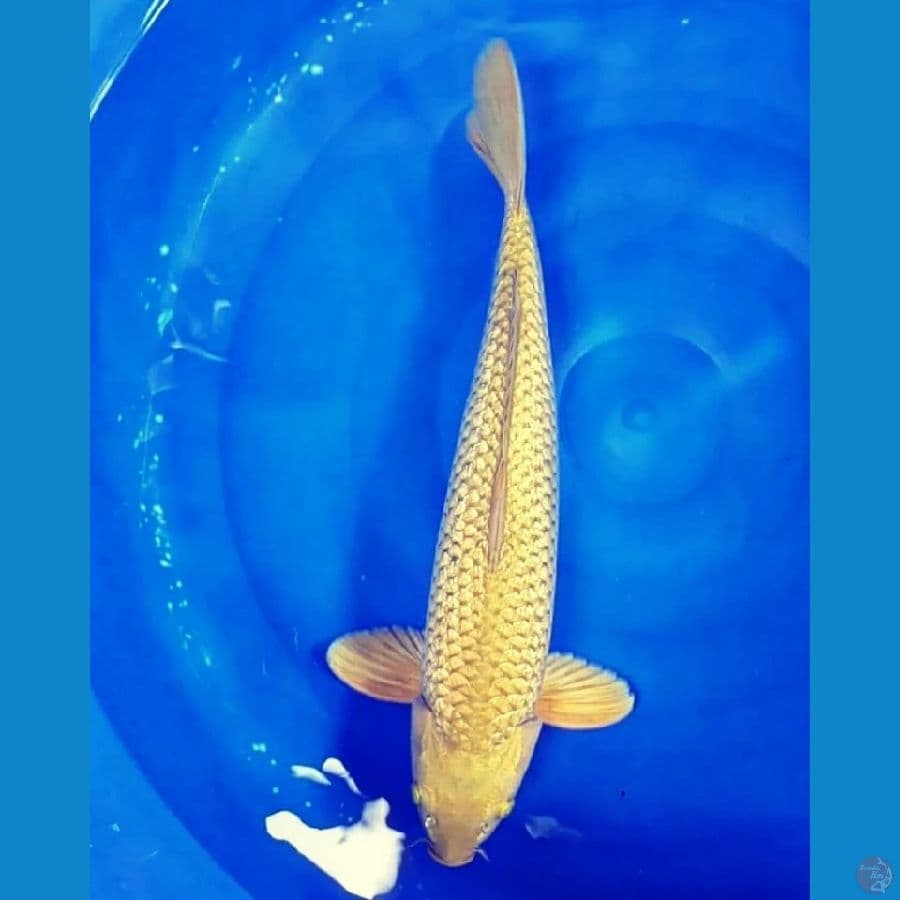 Blink Blink 45 Male