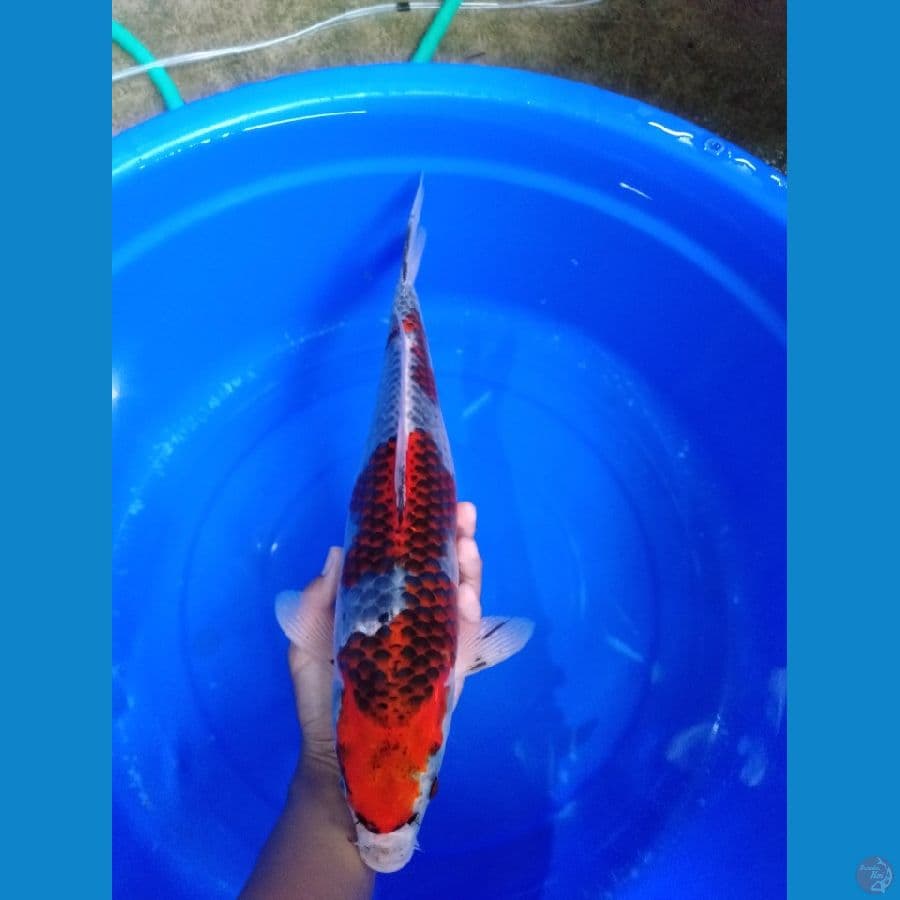 goshiki 42cm