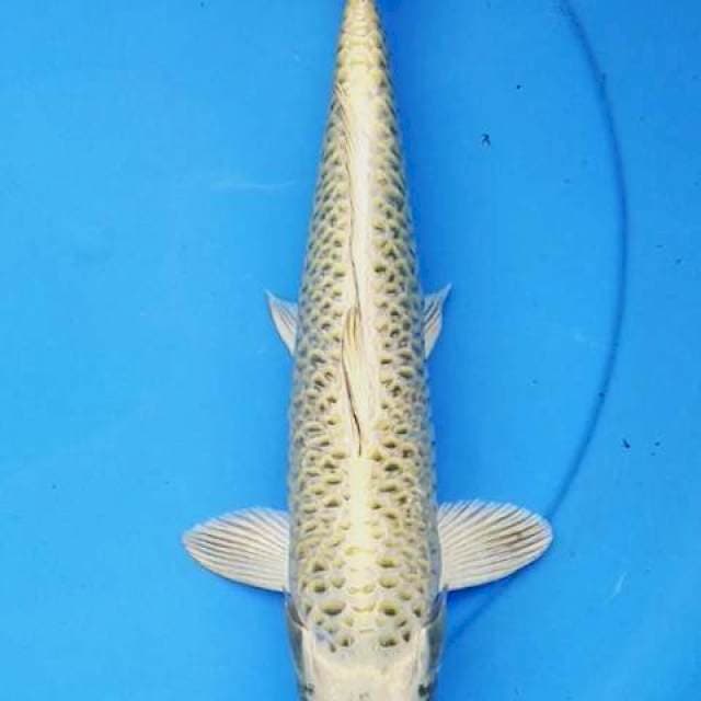 Mukashi aragoke ? 34 cm