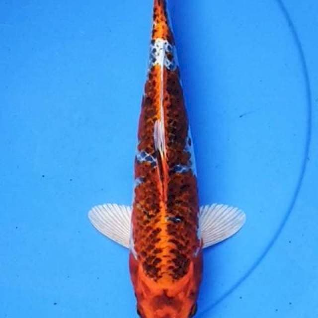 Kujaku strong 34 cm