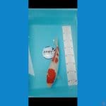 kohaku 27cm