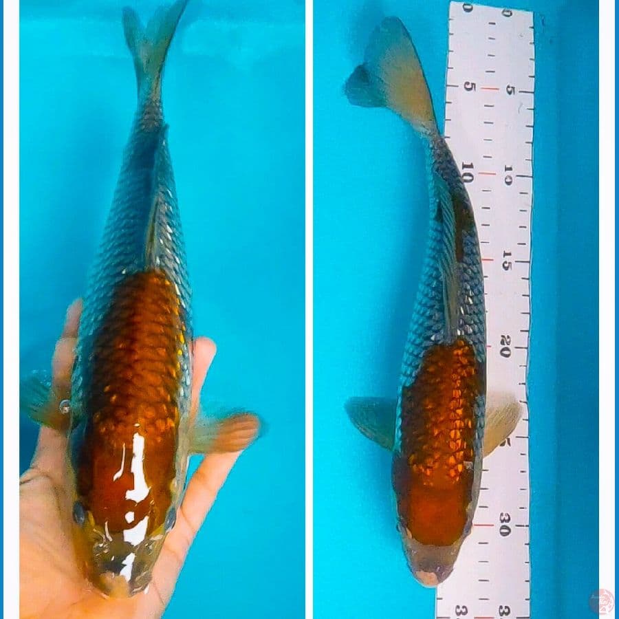 ochiba ginrin 30cm