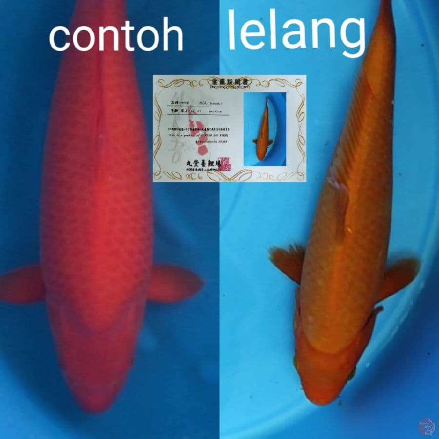 IMPORT RED KARASHI MARUDO TEMBUS PERUT