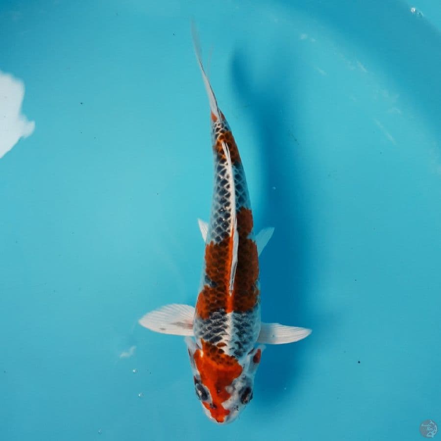 Kujaku 24cm