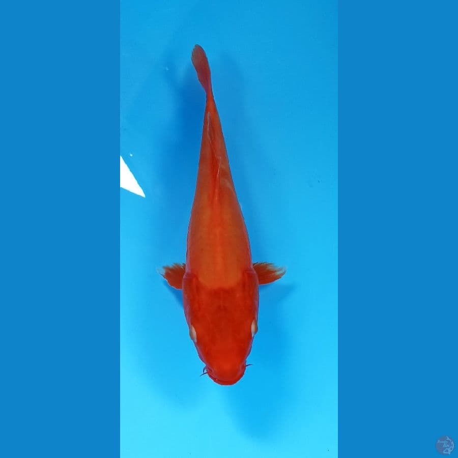 beni goi doitsu 30cm