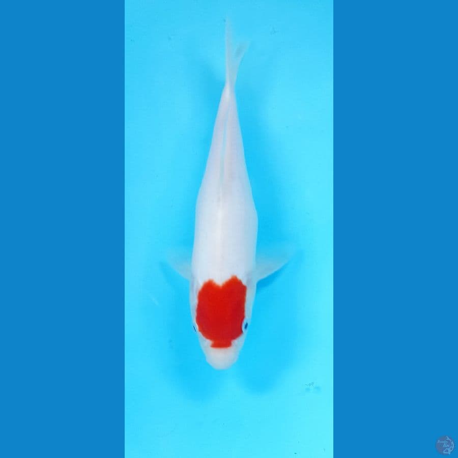 tancho kohaku 27cm