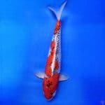 NezU Goshiki 39 cm