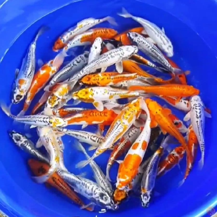 mix Kikokuryu