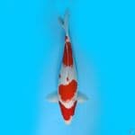 kohaku male body genndut
