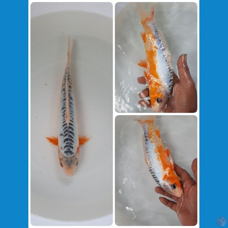 shusui 25cm 
