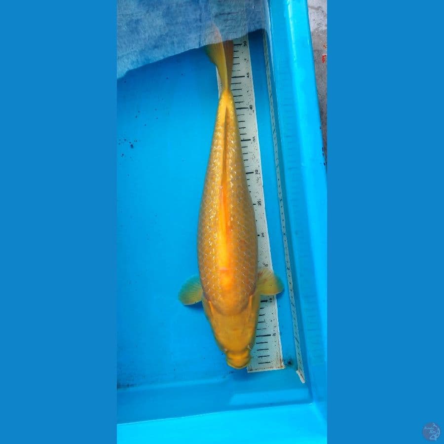 karasi 45 cm