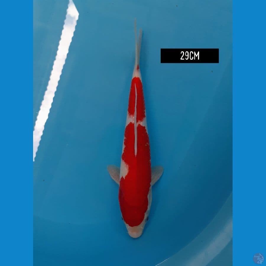 kohaku