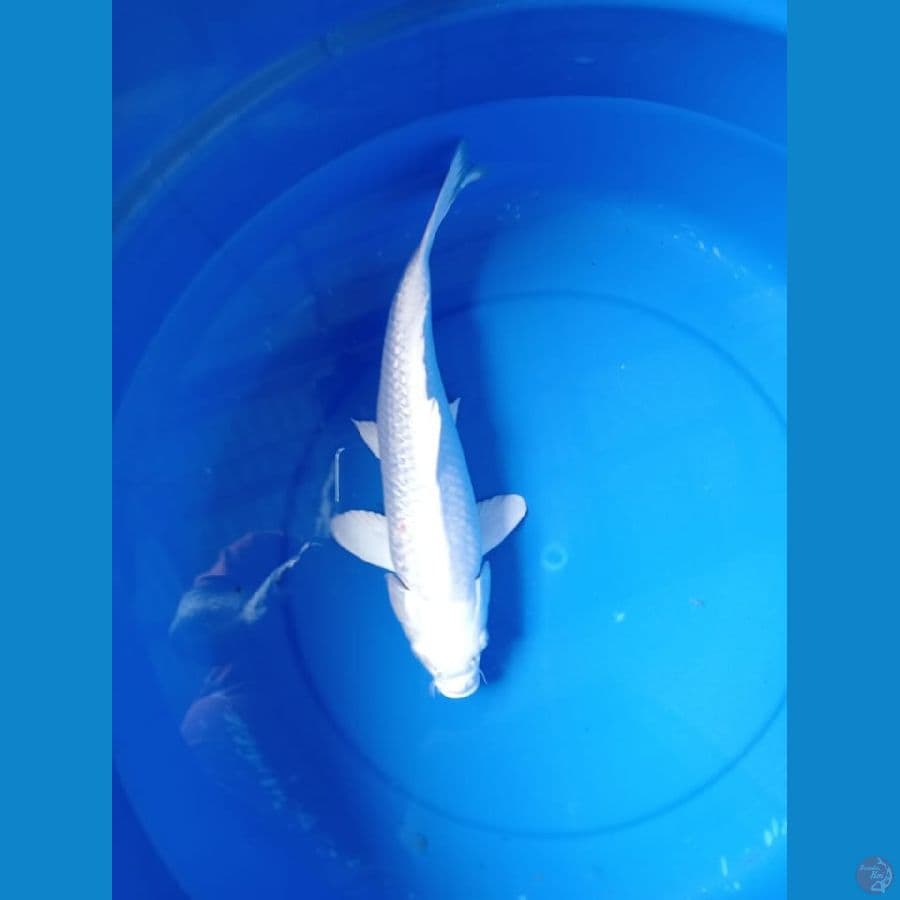 Platinum Ginrin 30 cm
