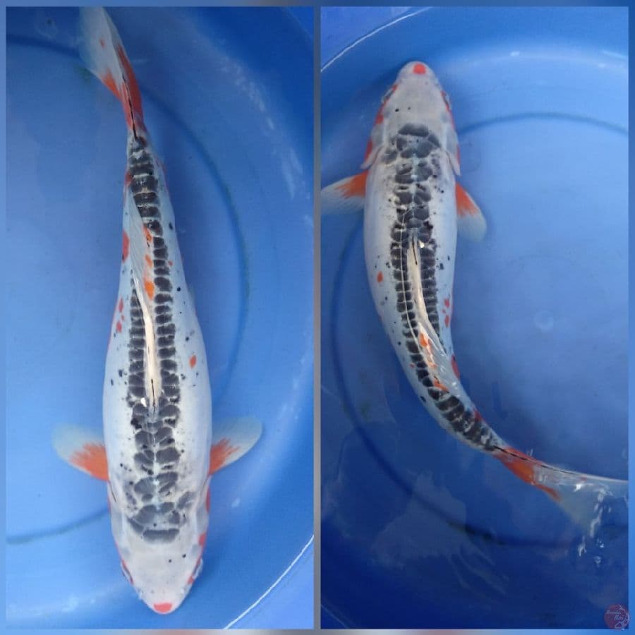 shusui jumbo 40cm/fml