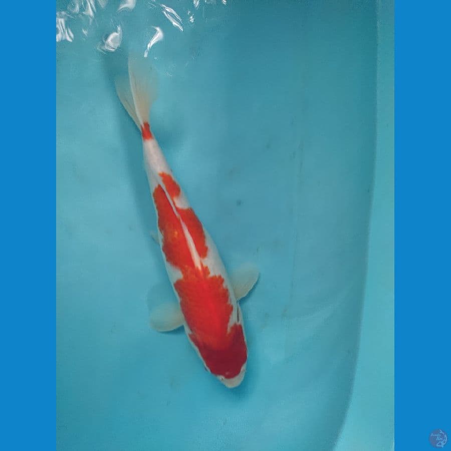 kohaku bulky