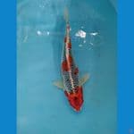 kujaku 35cm male
