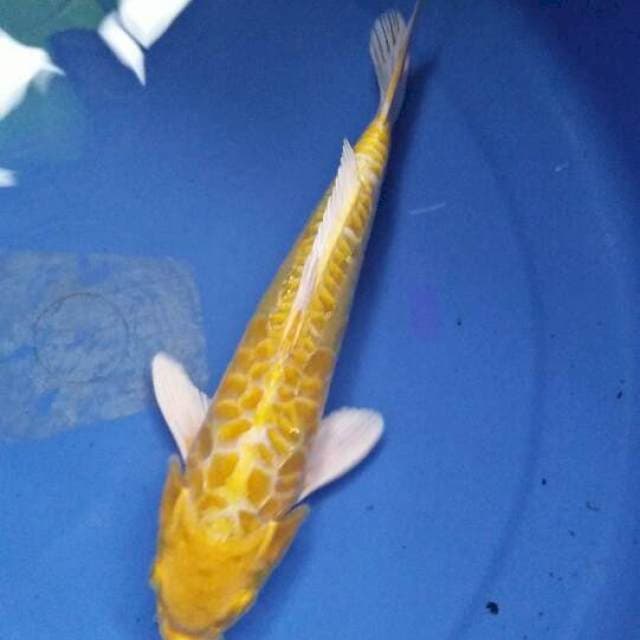 Yamabuki Aragoke