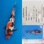 showa "Maruhiro" 35bu