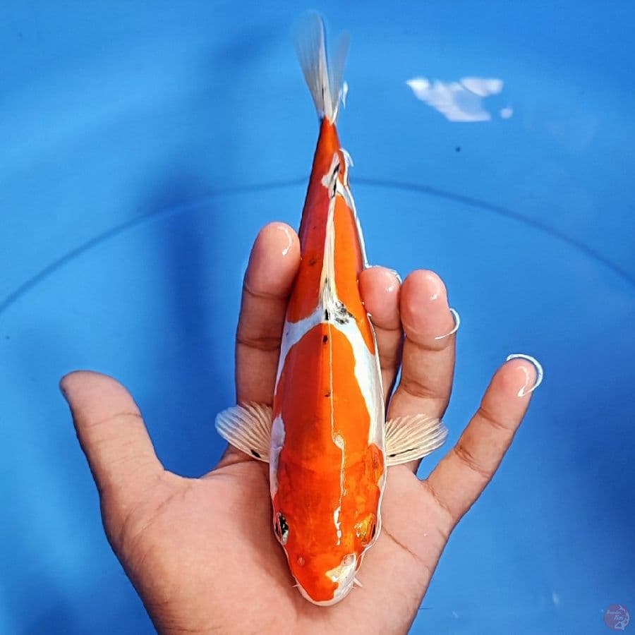 hisinisiki