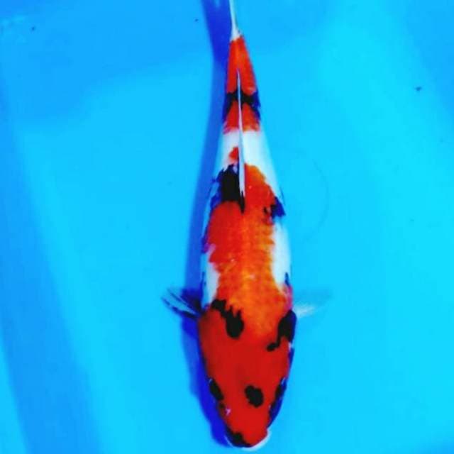 Shiwa 34cm body sip