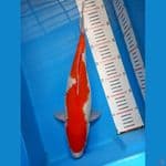 inazuma 38cm 