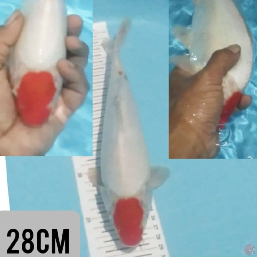f1 tc kohaku original