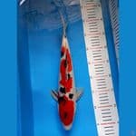 sanke strong 35cm male