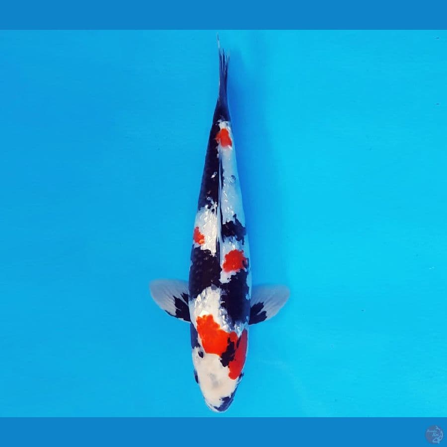 ASSASSIN 8 ~ KINDAI SHOWA GIN RIN 35 cm/male ™