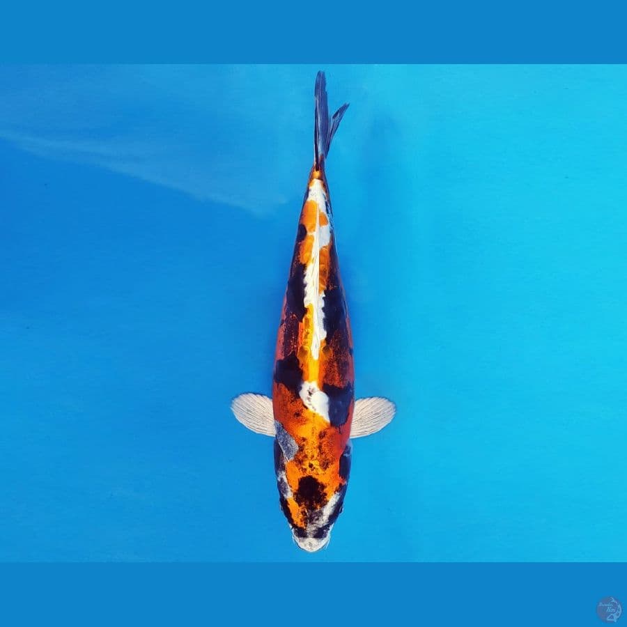 ASSASSIN 9 ~ KIKOKURYU 30 cm/male ™