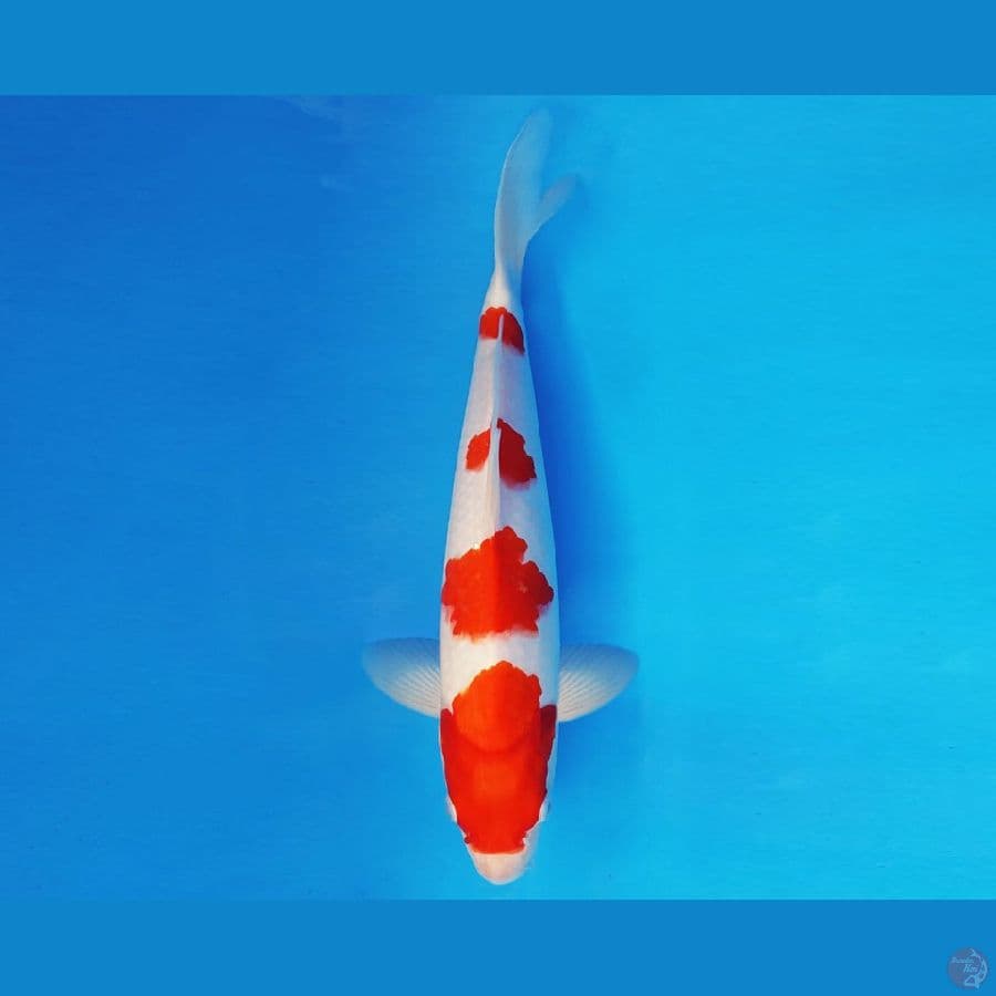 ASSASSIN 12 ~ KOHAKU 31 cm/male ™