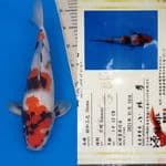 showa "minamoto katsuro" 35 bu