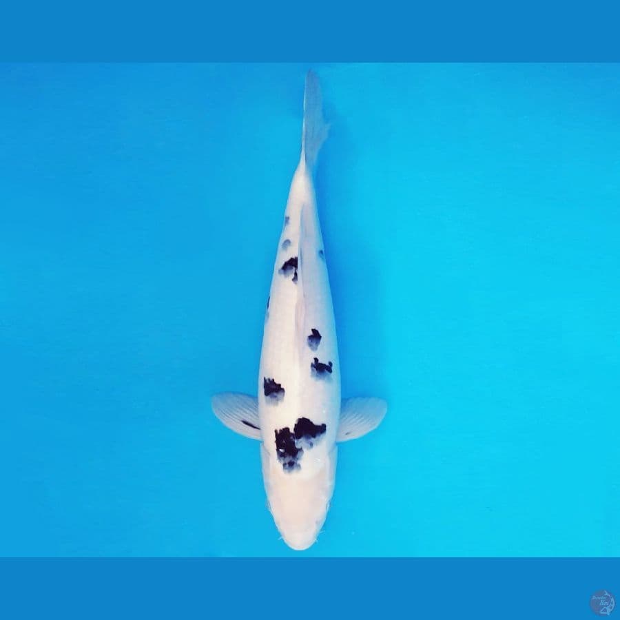 ASSASSIN 15 ~ BEKKO SUPER WHITE 42 cm/fm ™