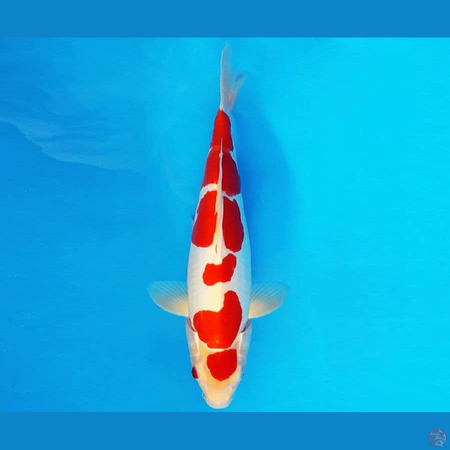 ASSASSIN 16 ~ KOHAKU DOITSU MURNI 33 cm/fm ™