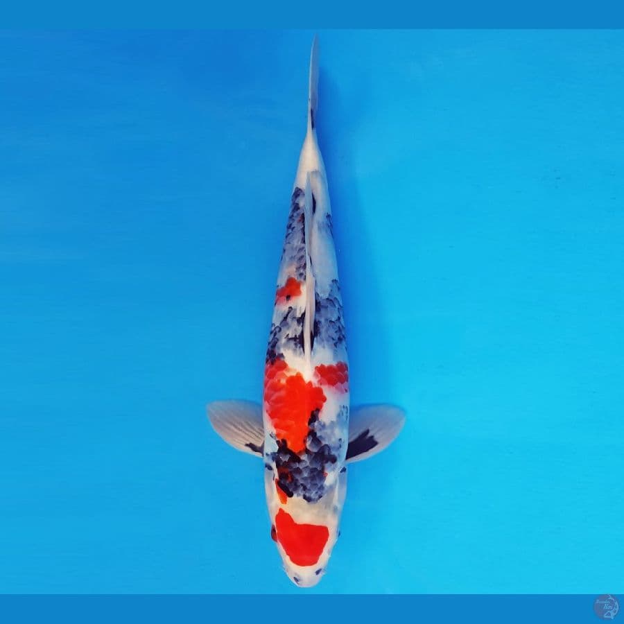 ASSASSIN 17 ~ KAGE SHOWA 39 cm/male ™