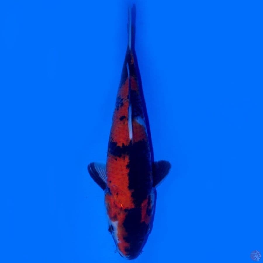 BAE 1 ~ SHOWA SANSHOKU 27CM MALE