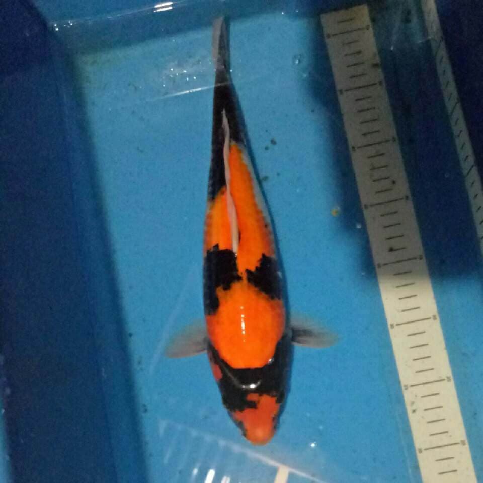 Widodo_Manchunian (Showa 35 cm)