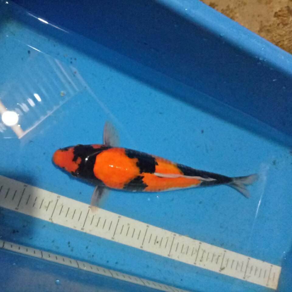 Widodo_Manchunian (Showa 35 cm)