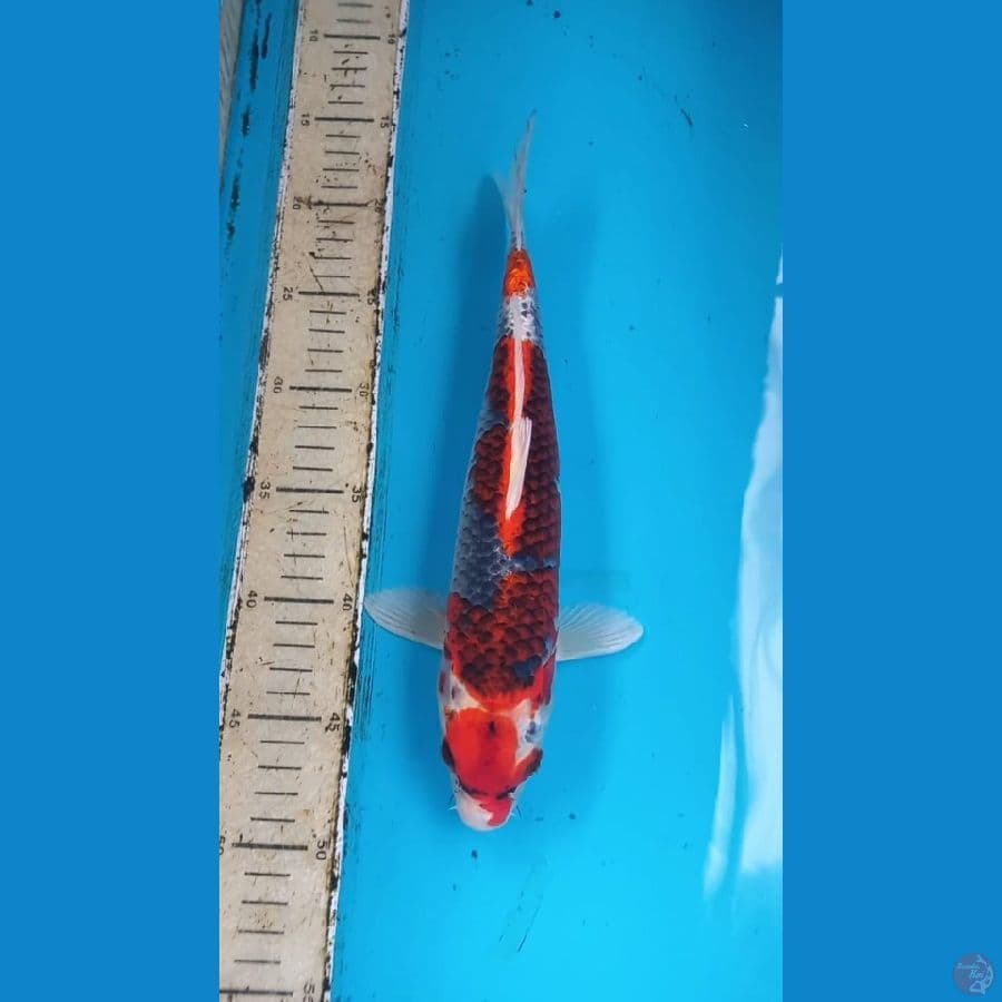 Goshiki 31cm