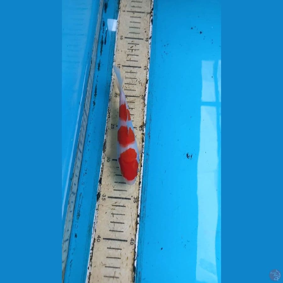 Kohaku 18cm